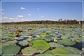 lake_martin_swamp_tour_78