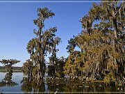 Lake Martin Swamp Tour