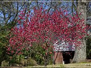 natchez_houses_01