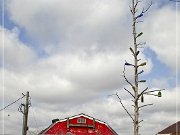 The Tomato Place