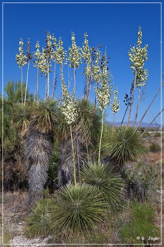 yucca_04.jpg