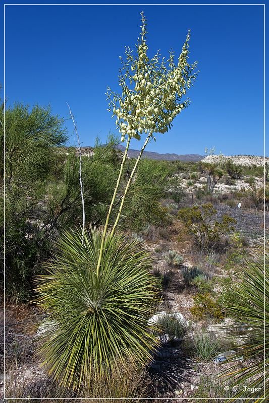 yucca_05.jpg