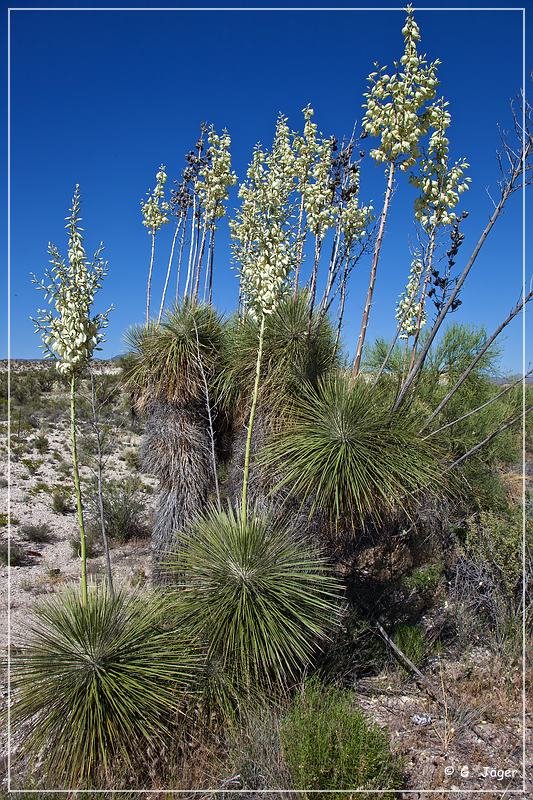 yucca_06.jpg