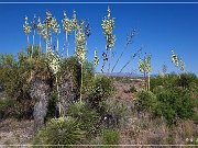 yucca_01