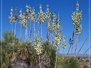 yucca_04