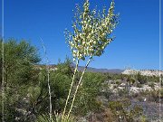 yucca_05