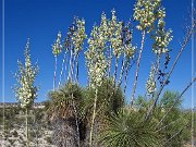 yucca_06