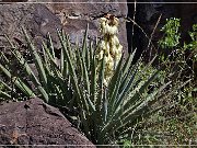 yucca_07