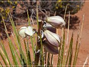 boundary_butte_arch_19