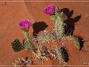 Red Point Mesa