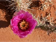 Red Point Mesa