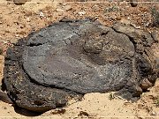 Tuba City Concretions