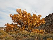 AZ 264