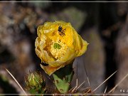 Apache Trail