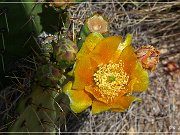 Apache Trail