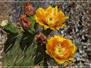 Apache Trail