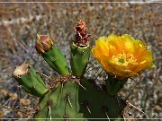 Apache Trail