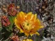 Apache Trail