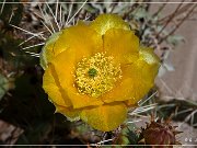 Apache Trail