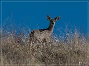 box_canyon_road_33