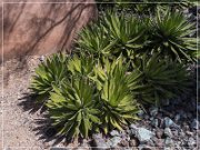 DeGrazia Gallery in the Sun
