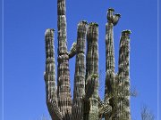 Saguaro Kaktus