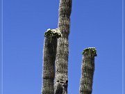 Saguaro Kaktus