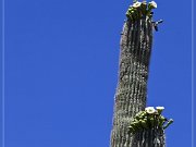 Saguaro Kaktus