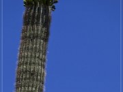 Saguaro Kaktus