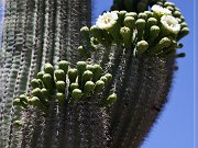 Saguaro Kaktus