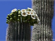 Saguaro Kaktus