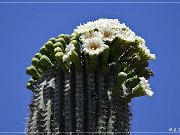 Saguaro Kaktus