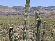 Saguaro Kaktus