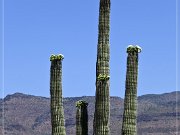 Saguaro Kaktus