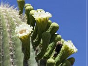 Saguaro Kaktus