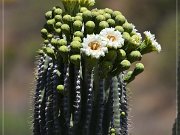 Saguaro Kaktus