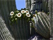 Saguaro Kaktus