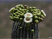 Saguaro Kaktus