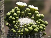 Saguaro Kaktus