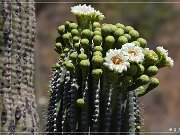 Saguaro Kaktus