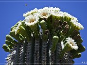 Saguaro Kaktus