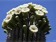 Saguaro Kaktus