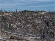 Mogollon Rim