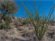 Sky Island Scenic Byway