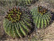 Texas Canyon, Amerind Foundation