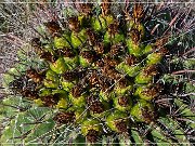 Texas Canyon, Amerind Foundation