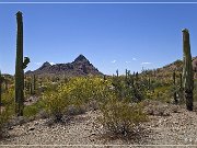Ajo Scenic Loop