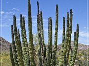 Ajo Scenic Loop