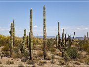 Ajo Scenic Loop