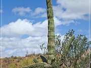 Ironwood Forest NM